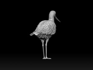 Wading bird 3Dプリントモデル