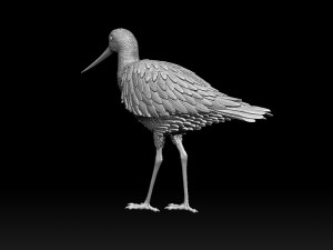 Wading bird 3Dプリントモデル