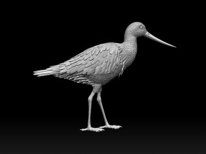 Wading bird 3Dプリントモデル