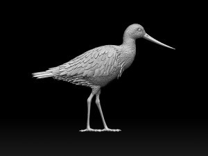 Wading bird 3Dプリントモデル