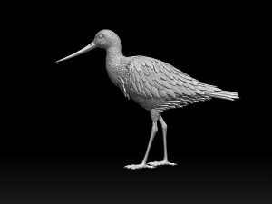 Wading bird 3Dプリントモデル