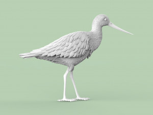 Wading bird 3Dプリントモデル