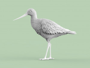 Wading bird 3Dプリントモデル