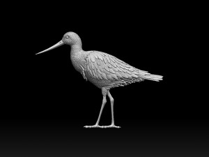 Wading bird 3Dプリントモデル