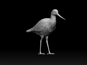 Wading bird 3Dプリントモデル
