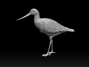 Wading bird 3Dプリントモデル