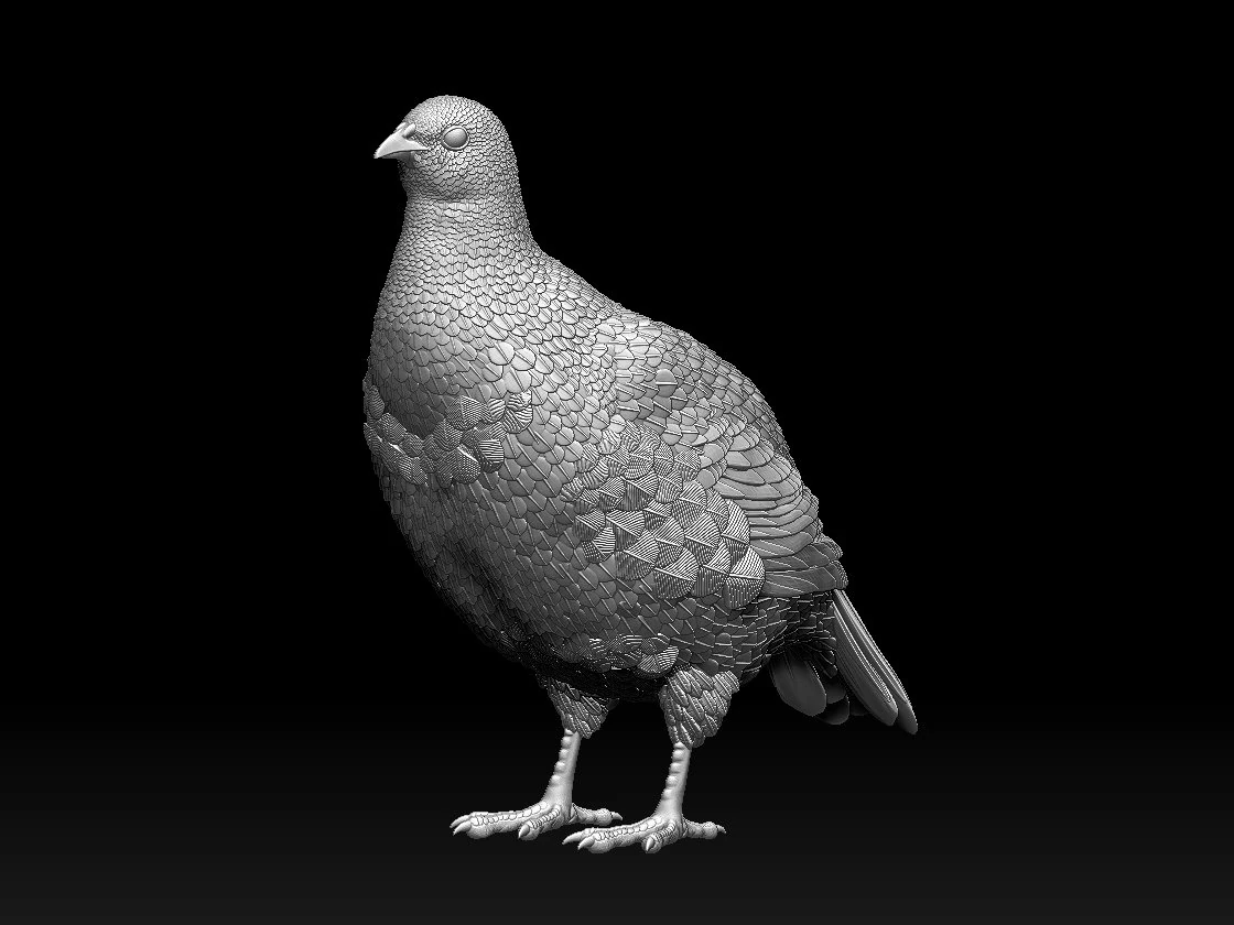 Partridge 3D Print Model .c4d .max .obj .3ds .fbx .stl .blend 