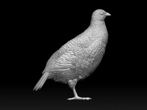 Partridge 3D Print Model
