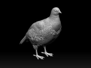 Partridge 3D Print Model