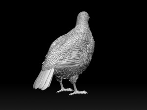 Partridge Modèles 3D en vedette