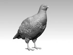 Partridge 3D Print Model