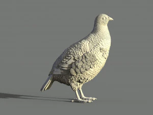Partridge 3D Print Model