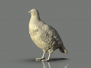 Partridge Modèles 3D en vedette
