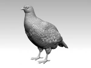 Partridge 3D Print Model