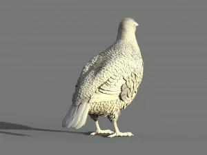 Partridge 3D Print Model