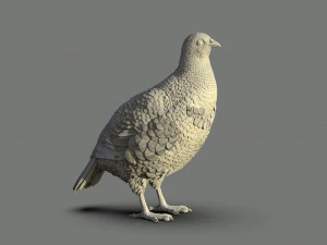 Partridge 3D Print Model