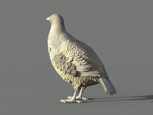 Partridge Modèles 3D en vedette