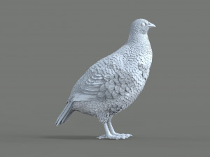 Partridge Modèles 3D en vedette