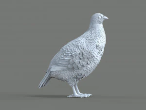 Partridge 3D Print Model