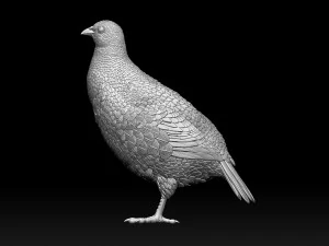 Partridge 3D Print Model