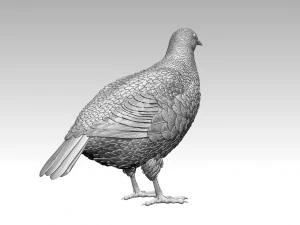 Partridge 3D Print Model