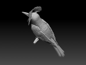 Amazonian royal flycatcher Modelo de Impressão 3D