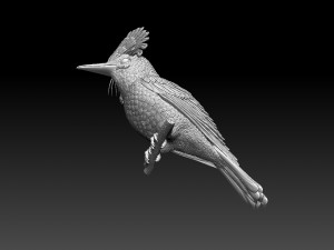 Amazonian royal flycatcher Modelo de Impressão 3D