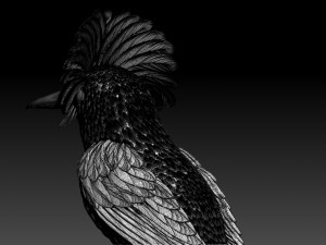 Amazonian royal flycatcher Modelo de Impressão 3D