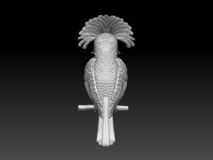 Amazonian royal flycatcher Modelo de Impressão 3D