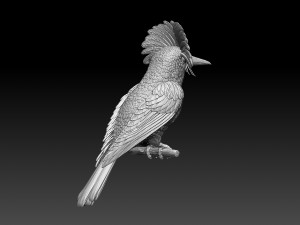 Amazonian royal flycatcher Modelo de Impressão 3D