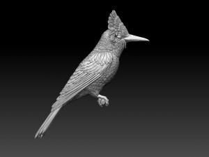 Amazonian royal flycatcher Modelo de Impressão 3D
