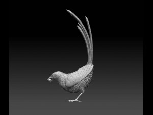 MAGPIE bird 3D 打印模型