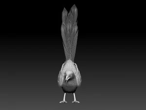MAGPIE bird 3D Print Model