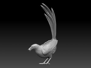 MAGPIE bird 3D 打印模型