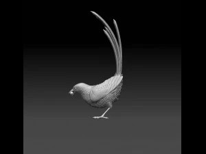 MAGPIE bird 3D Print Model