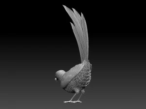 MAGPIE bird 3D Print Model