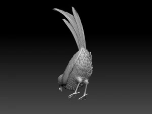 MAGPIE bird 3D Print Model