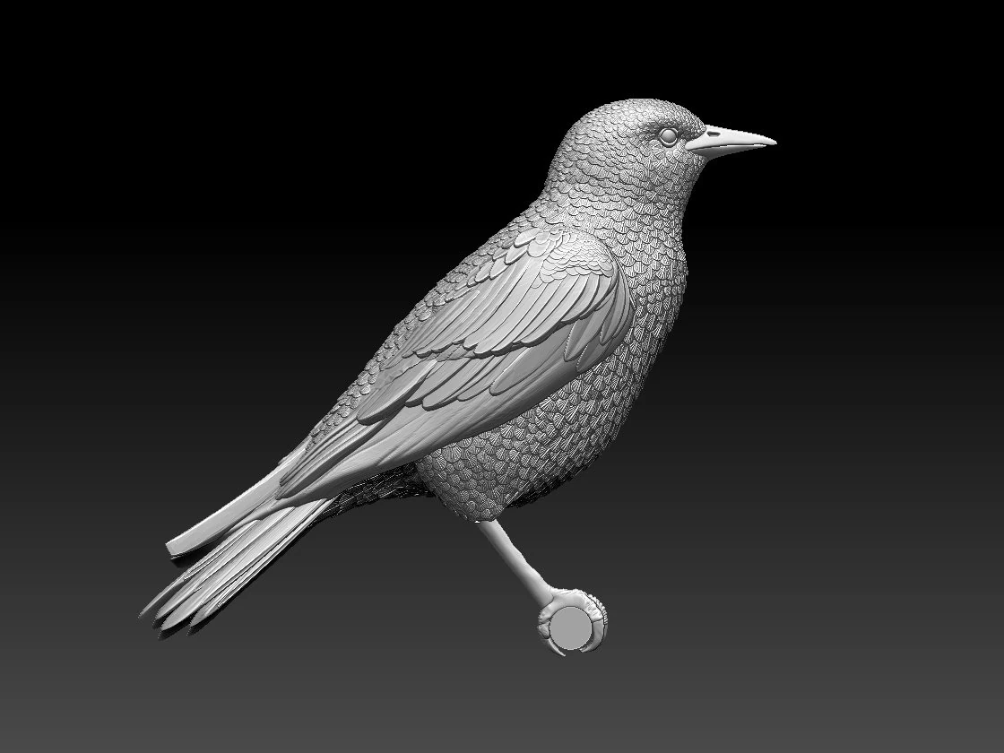 Starling 3D Print Model .c4d .max .obj .3ds .fbx .stl .blend 