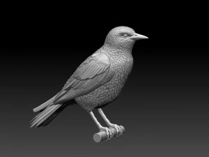 Starling 3D Print Model