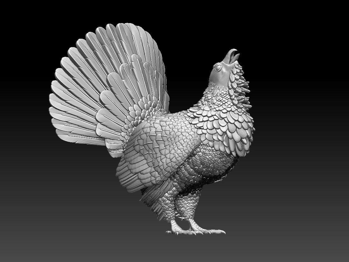 Gallo cedrone Modello di stampa 3D .c4d .max .obj .3ds .fbx .stl .blend 