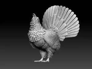 Gallo cedrone Modello di stampa 3D