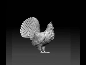 Gallo cedrone Modello di stampa 3D