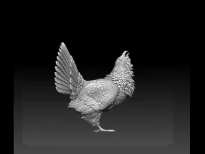 Gallo cedrone Modello di stampa 3D