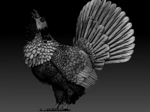 Gallo cedrone Modello di stampa 3D