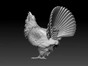 Gallo cedrone Modello di stampa 3D