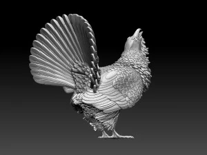 Gallo cedrone Modello di stampa 3D