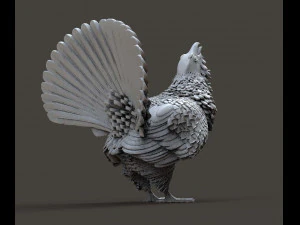 Gallo cedrone Modello di stampa 3D