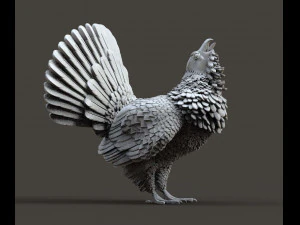 Gallo cedrone Modello di stampa 3D