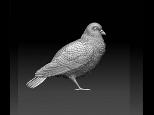 Pigeon 3D Baskı Modeli