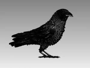Bird 3D Print Model